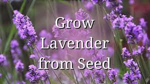 Grow Lavender From Seed Youtube Growing Lavender Lavender Seeds Lavender
