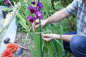 To enjoy flowers all summer, plant your glads every 2 weeks until early july. How To Easily Stake Your Gladiolus Plants So They Don T Fall Over Spoken Garden
