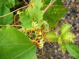 Image result for Cuscuta abyssinica