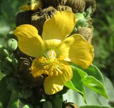 Image result for Abutilon angulatum