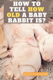 I think this poor baby rabbit has something neurologically wrong with it. How To Tell How Old A Baby Rabbit Is Age Size And Weight Hutch And Cage