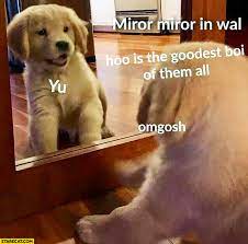 Dog Puppy Mirror In The Wall Who Is The Gooddest Boy Of Them All You Omgosh Starecat Com