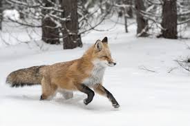 Fox Symbolism and Meanings - Folklore & Fox as a Spirit Animal