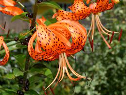 Tiger lily flowers perennial lilium lancifolium hemerocallis fulva. Tiger Lily Plant Care Growing Guide