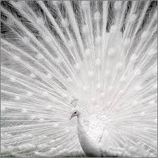 You Flow Like A Feather In A Beautiful World Grace White Peacock Albino Peacock Animals Beautiful