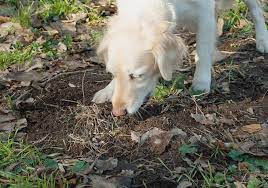 How To Stop Dogs From Eating Dirt Dogexpress