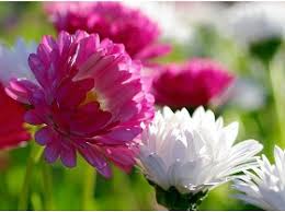 12 de agosto (fecha vinculada a la tradición del cumpleaños de la reina sirikit kitiyakara): Honduras Celebra El Dia De La Madre Con Las Flores De Siguatepeque Expreso