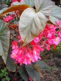 Angel Wing Begonia With Spider Web Begonien Zimmerpflanzen Pflanzen