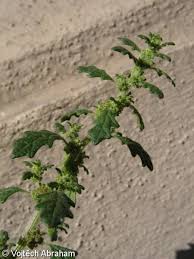 Image result for Dysphania pumilio