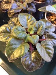 How to grow african violet easily from leaf cuttings! African Violet Saintpaulia Ionantha Your Plant Is An African Violet They Have Fuzzy Leaves And Flowers Ranging From Wh African Violets Root Rot Saintpaulia