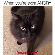 Wait For It Funny Cat Memes Cute Funny Animals Cute Baby Animals Animals are weird, wild, untamed and even funny!