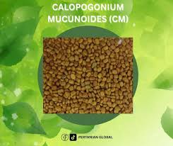 Image result for Calopogonium mucunoides
