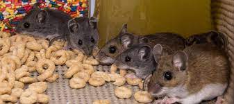 In a perfect world without predation or competition, a mouse can live for two years, but most mice live for only several months. How Many Mice Is Considered An Infestation Abc Blog