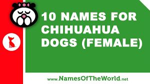 Enjoy selecting the one which you like the most and start calling your puppy. 10 Chihuahua Female Dog Names The Best Pet Names Www Namesoftheworld Net Youtube