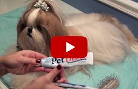 Basic Shih Tzu Daily Grooming Grooming Shih Tzu Daily Hygiene
