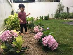 Pokok bunga ni emak cik tom yang rajin tanam. Ibu Anak Dua Ni Walau Sibuk Suka Tanam Hydrangea Di Laman Rumah Ni Dikongsikan Tip Untuk Yang Nak Mencuba Keluarga