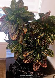 Pruning a croton plant croton care is very straightforward and generally something even a novice gardener can accomplish with ease. Ask A Question Forum Cutting Back Croton For New Growth Garden Org