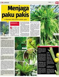 Pokok daun besar kita tuka pasu besar. Menjaga Paku Pakis Klik