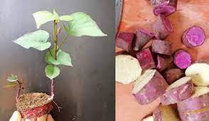 Dia juga menggalakkan petani agar mengamalkan tanam bergilir (crop rotation). Tanam Keledek Lebih Mudah Cara Begini Boleh Cuba Untuk Yang Belum Tahu Keluarga