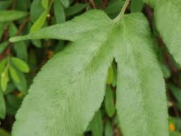 Image result for Ornithogalum flexuosum