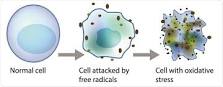 Image result for lipid peroxidation