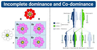 10 Differences Between Incomplete Dominance And Co Dominance