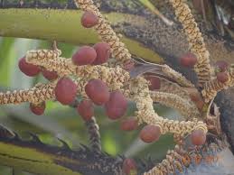 Image result for Hyphaene