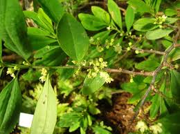 Image result for Erythroxylaceae