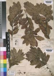 Image result for Gerrardina