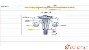 This diagram pictures uploaded by cassidy sm. Draw A Labelled Diagram Of The Reproductive System In A Human Female Youtube