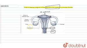 Blank venn diagram venn diagram template using. Draw A Labelled Diagram Of The Reproductive System In A Human Female Youtube