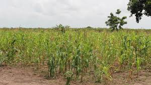 Check spelling or type a new query. Maize Gene Could Lure Natural Enemies Of Crop Pests Sub Saharan Africa