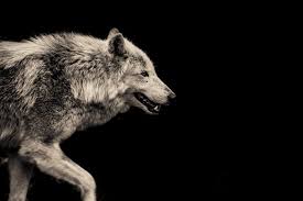 Wolves are social animals and usually live in packs consisting of eight to 12. Garfield County Commissioners Don T Want To Let Wolves In Postindependent Com