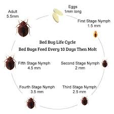 Image result for bed bugs eggs