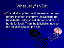Comprehensive Guide For What Do Jellyfish Eat Pet Jellyfish Jellyfish Jellyfish Food