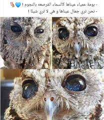 epingle sur حكم بالصور