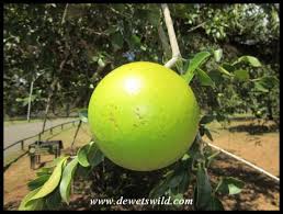 Image result for Strychnos innocua