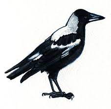 An original australian art card, blank inside for your own message our. Australian Magpie By Twapa Magpie Tattoo Magpie Australian Tattoo