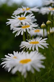 Daisy Flower Print