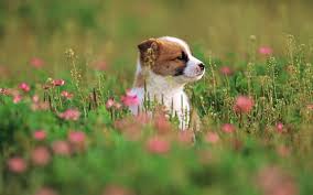 Wild spring leaf wildflower isolated. 49 Puppies In Flowers Computer Wallpaper On Wallpapersafari