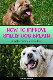 Tips For Improving Your Dog S Stinky Breath With Images Bad Dog Breath Dog Breath Dog Bad Breath Remedy