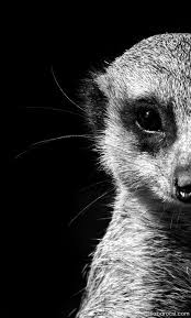 Black And White Images Of Animals By Diana Barocsi 500px Animals Black And White Animal Photography Animals