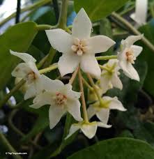 Image result for hoya plant flower