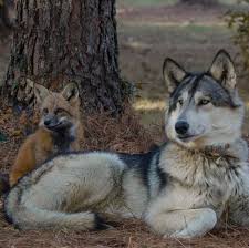 Turkbaba Kurt Adli Kullanicinin Wolf Wolves Wolfe Howling Wolf Bozkurt Kurt Kurtlar Panosundaki Pin