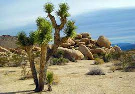 Pear trees is another hardy fruit when it comes to cold in nevada pears are a perfect compliment to apple trees, blooming earlier and bearing fruit earlier in the summer. 25 Desert Plants With Pictures And Names
