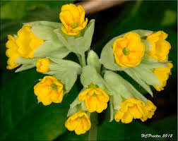 Image result for Primulaceae