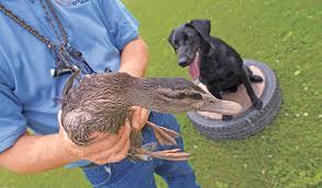 3 Duck Dog Drills To Practice Every Month