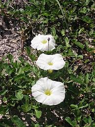 Image result for Ipomoea tenuipes
