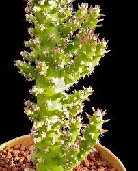 Cactus in oaxaca poster | zazzle.com. Austrocylindropuntia Subulata Monstrose Austrocylindropuntia Subulata F Monstrosa Cylindropuntia Subulata F Monstrosa Cylindropuntia Subulata Monstrose Plant Lust