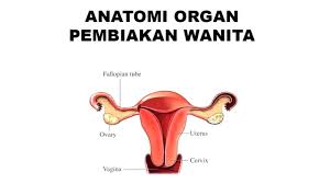 Jika anda menggunakan ponsel, anda juga bisa menggunakan laci menu dari browser. Tanda Tanda Kanser Pangkal Rahim